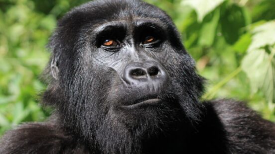Close-up of a gorillax27;s face with dark fur and orange-brown eyes looking upward against a green leafy background.