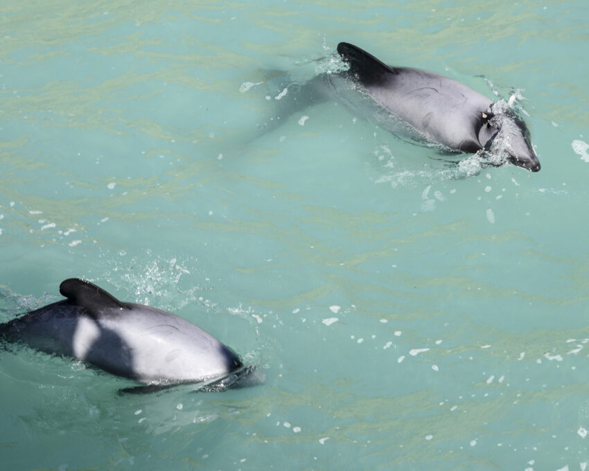 Akaroa dolphins cruise