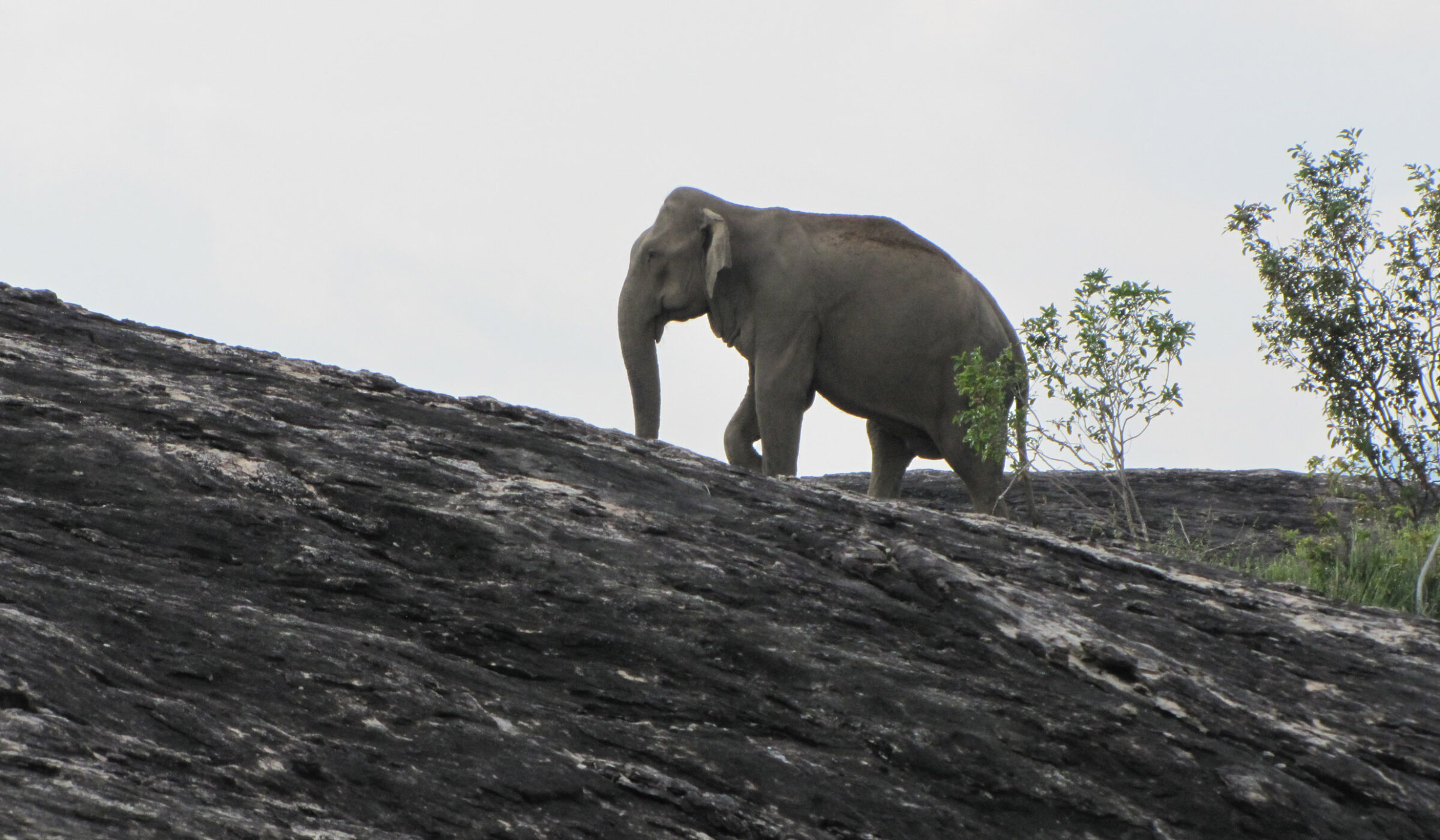 Two days on safari in Gal Oya National Park