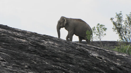 An elephant walking on a hill.