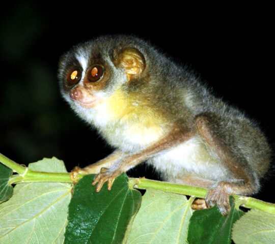 Spot nocturnal loris forest primates