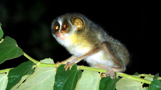 A close-up of a loris at night, perched on a plant.
