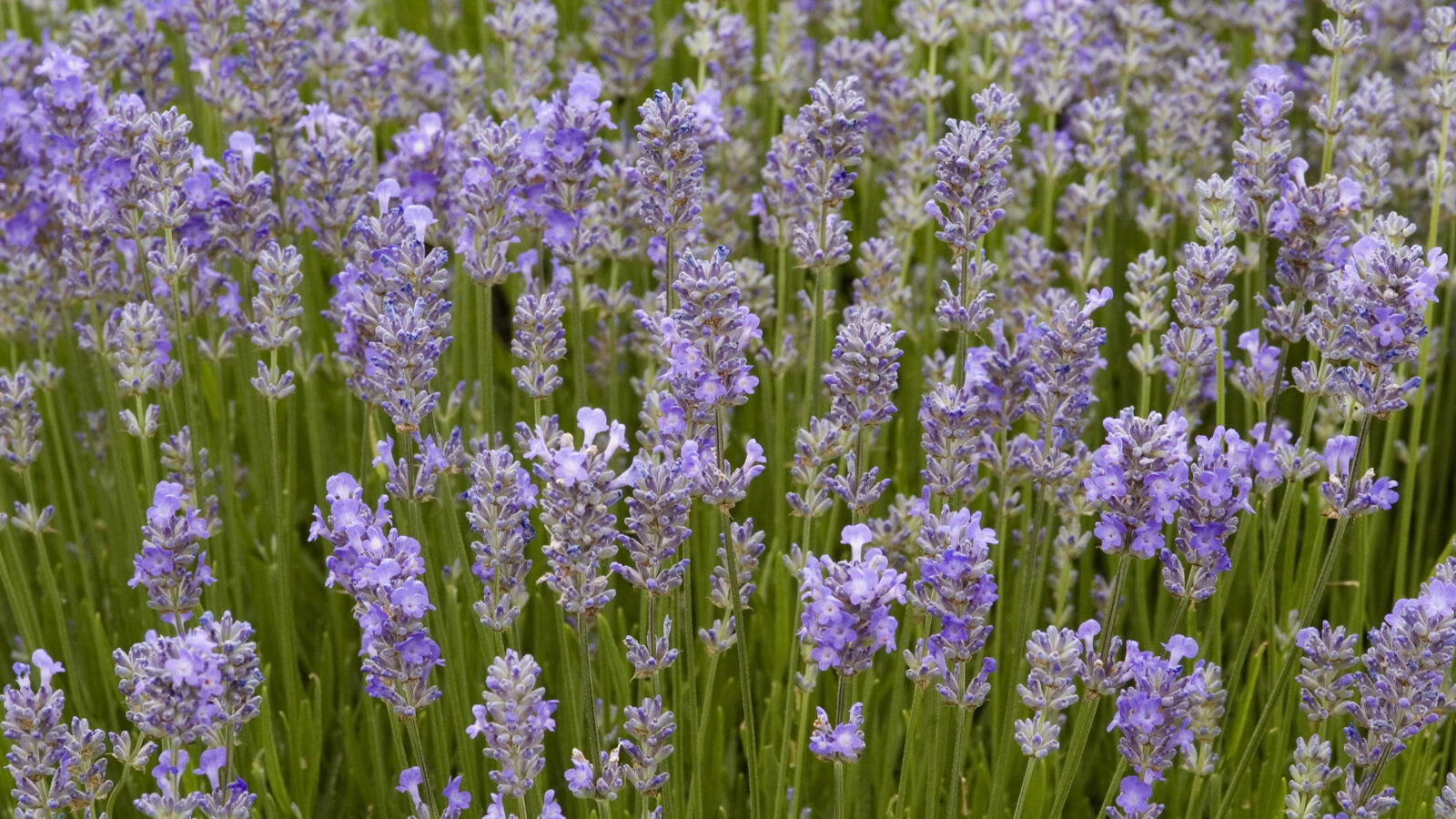 lavender-england