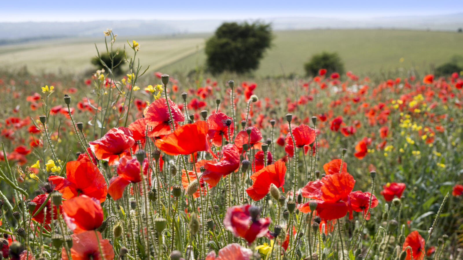 A dense field of bright red poppies and yellow wildflowers in a rural landscape.