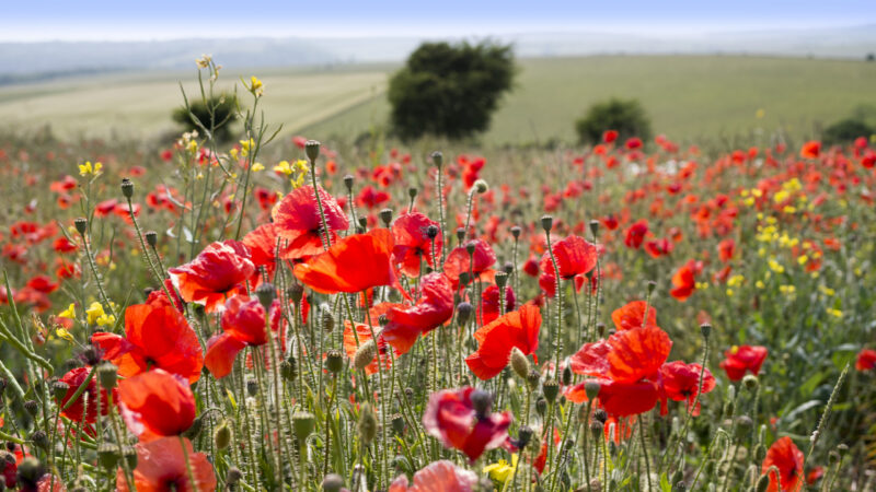 A dense field of bright red poppies and yellow wildflowers in a rural landscape.