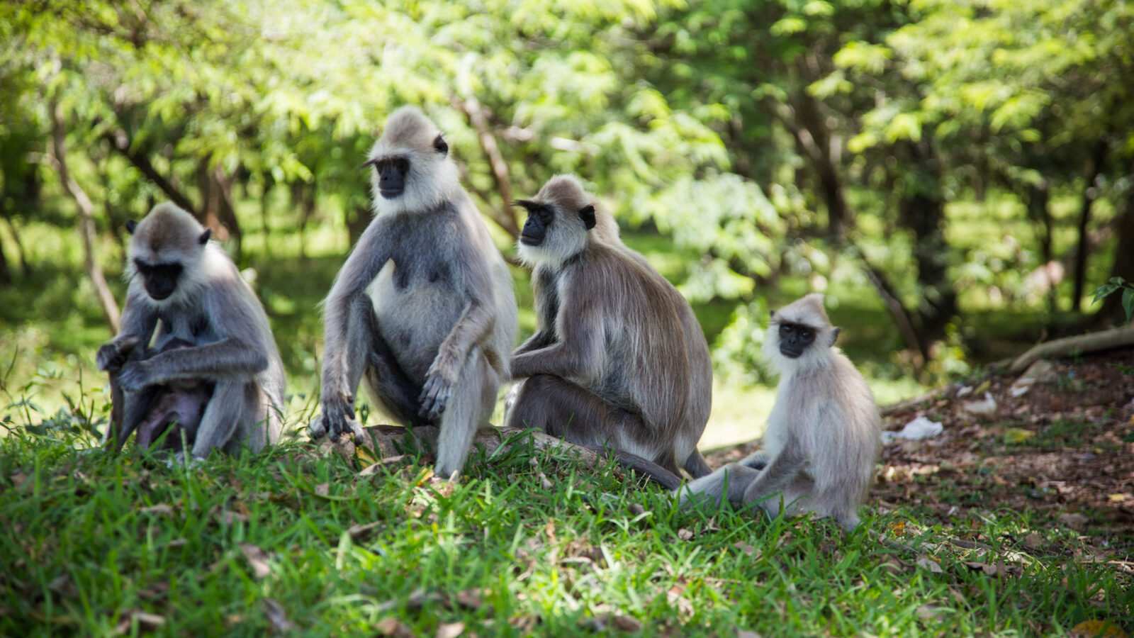 A family of grey langurs surrounded by green vegetation.