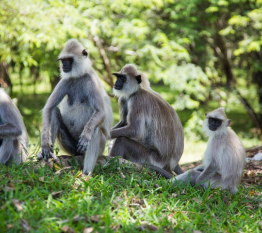 See monkeys in Polonnaruwa