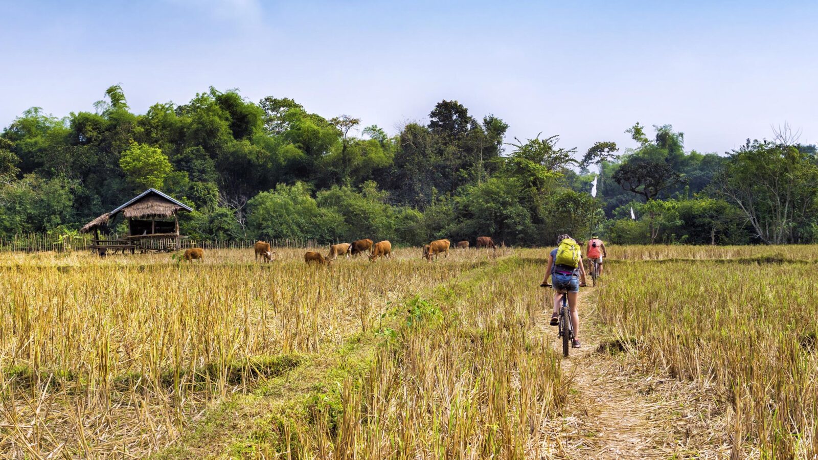 Tourists cycling in the countryside at Vang Vieng, Laos