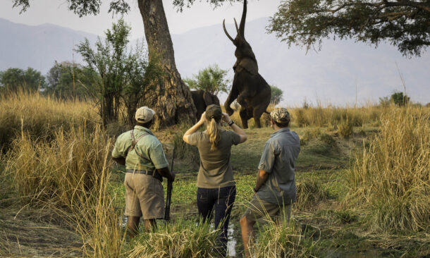 walking-safari-ruckomechi-zimbabwe