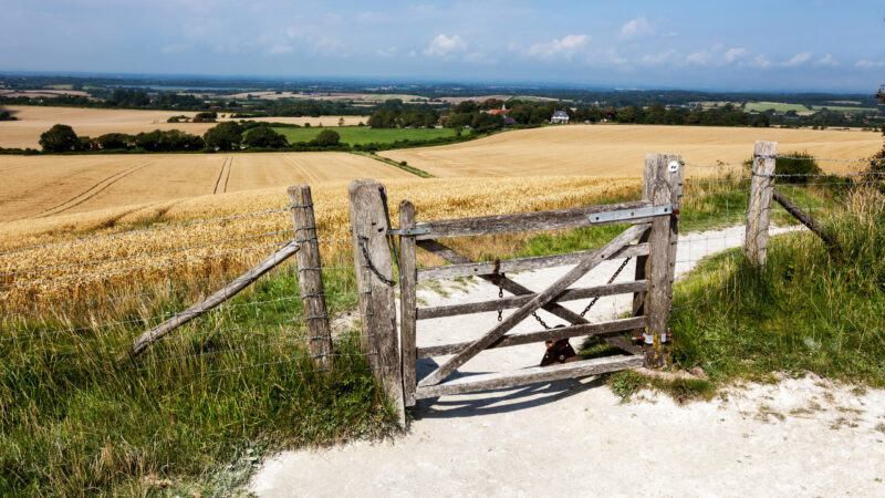 An old wooden gate on a chalky path overlooking vast golden fields under a blue sky.