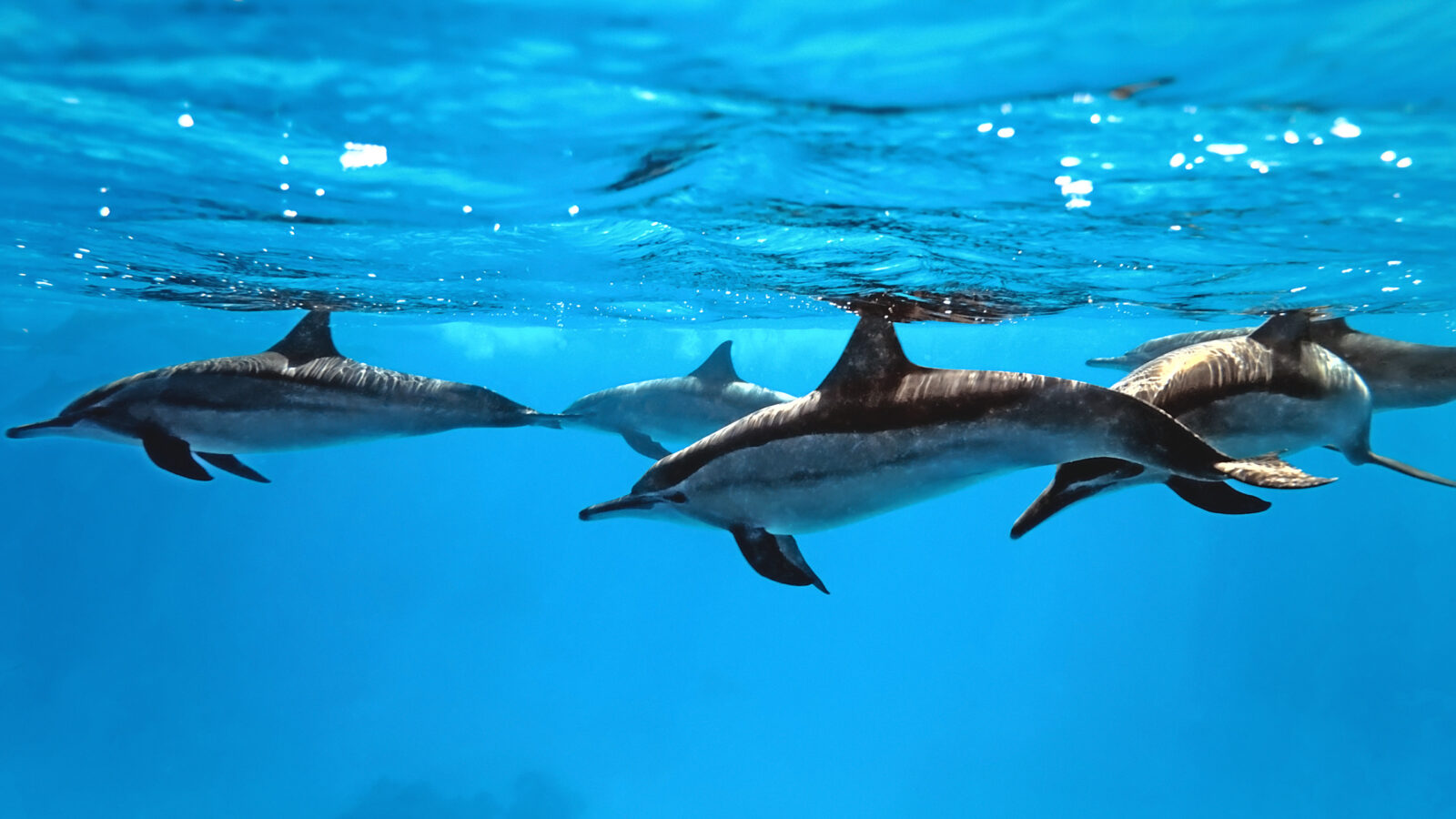 bottle_nosed_dolphins