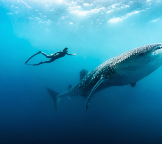 Swimming with whale sharks in Western Australia
