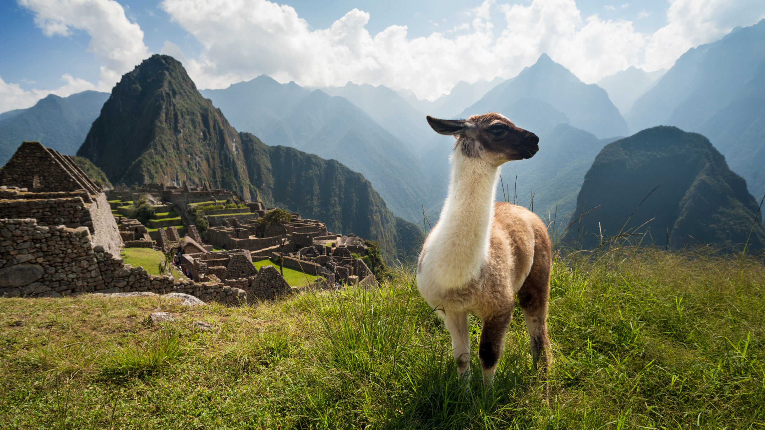 machu-picchu-with-laama-peru