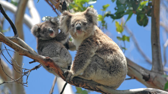 Two koalas, one adult and one young, perched on a tree branch against a clear blue sky.