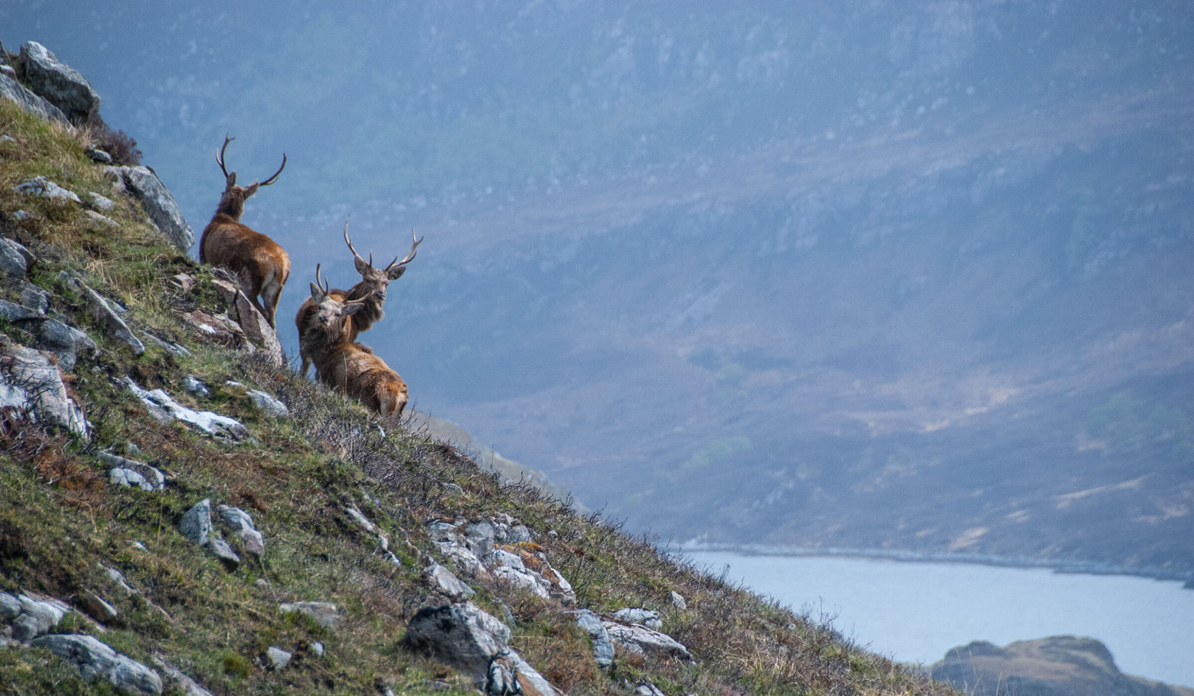 Two red deer stags with large antlers stand on a rocky slope above a body of water in the mountains. Great for luxury Scotland vacations.