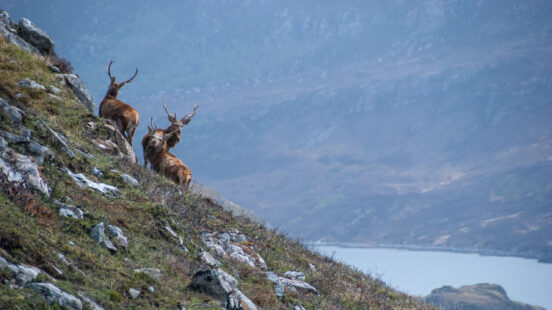 Two red deer stags with large antlers stand on a rocky slope above a body of water in the mountains. Great for luxury Scotland vacations.