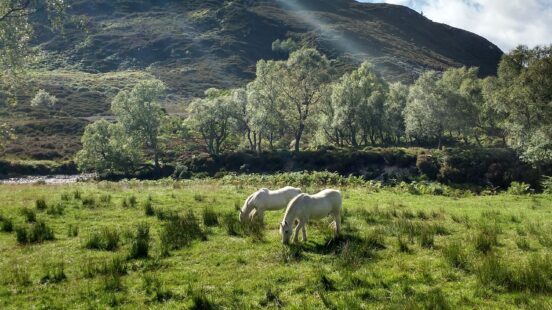 Two white horses grazing in a green field with a large hill in the background.