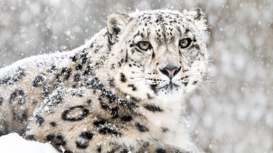 snow-leopard