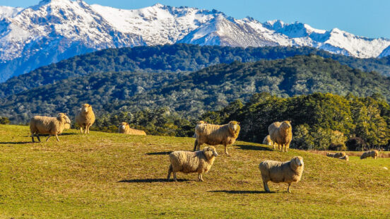 A flock of sheep grazing on a green grassy hill with snowy mountains in the background.