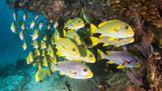 Fish swimming in the Great Barrier Reef