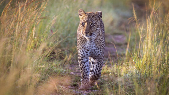A leopard with distinctive spots walking forward through tall sunlit grass on a dirt path.