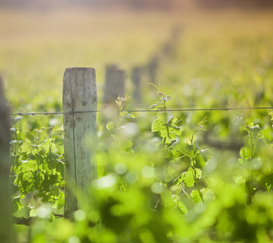 Heading into the vineyards in the Barossa Valley