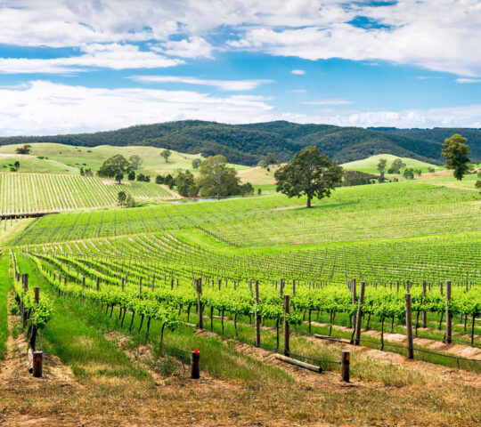 The rolling vineyards of the Barossa Valley