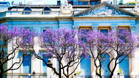 Vibrant purple Jacaranda flowers bloom on trees in front of a white classical building in bright light.
