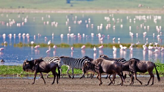 zabras-wildebeest-flamingo-ngorongoro-crater-tanzania
