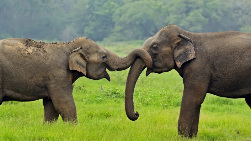 elephants-wild-sri-lanka