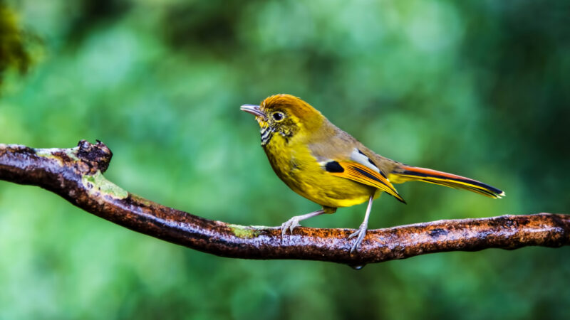 Chestnut-tailed Minla in Chiang Mai