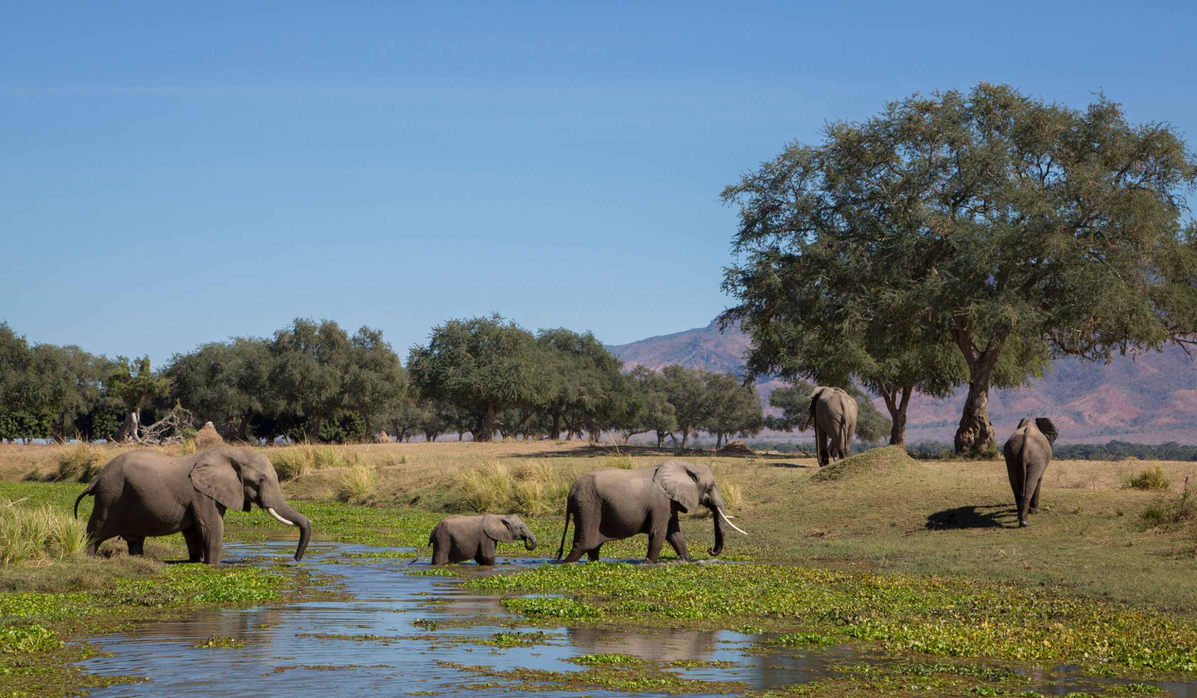 Heard of elephants passing through the landscape at Mana Pools
