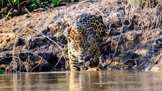 Jaguar in Brazilx27;s Pantanal