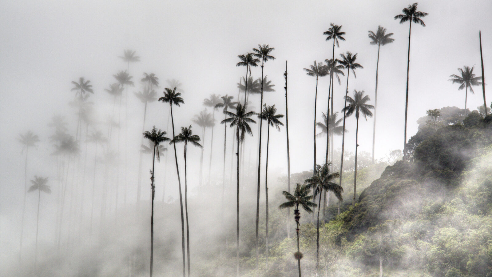 Cocora Valley, Colombia