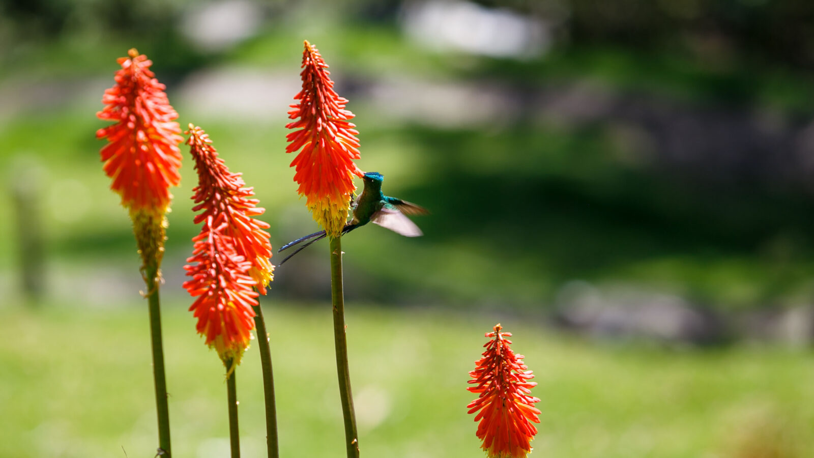 hummingbird, bird on the flower, cocora valley, colombia