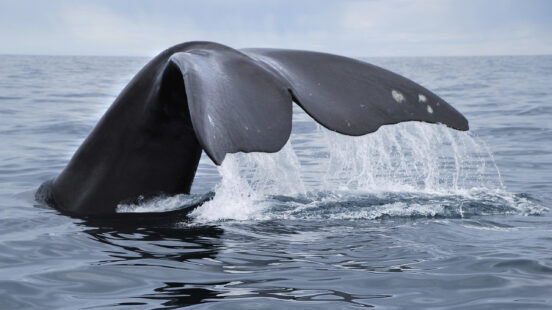 A dark whale tail flukes rising out of the ocean water with water dripping from the edges.