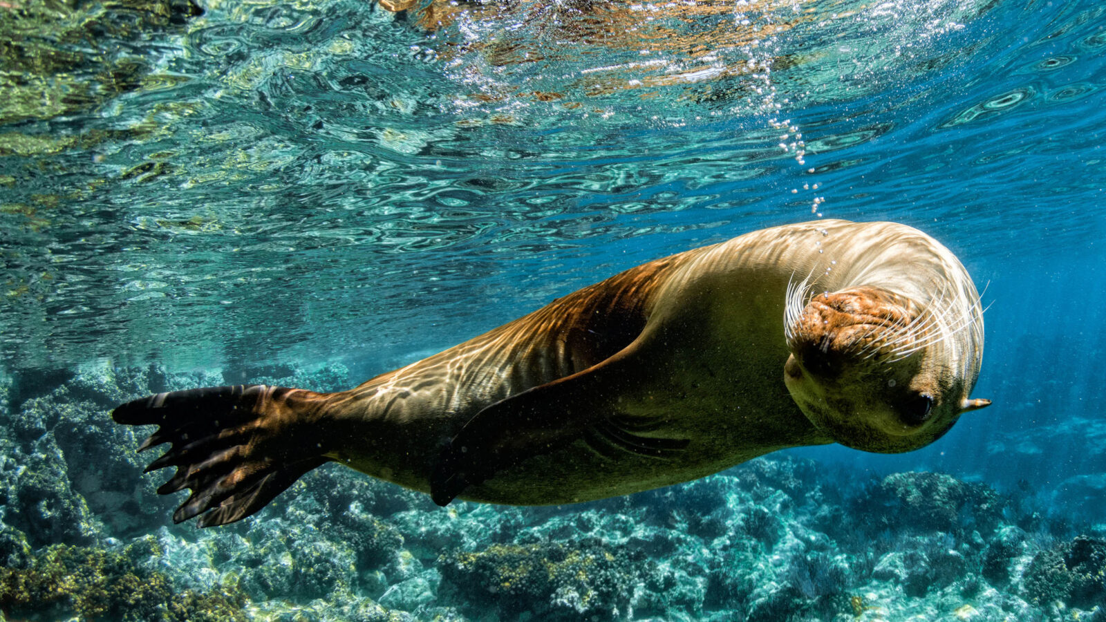 seao-lion-swimming-underwater-galapagos