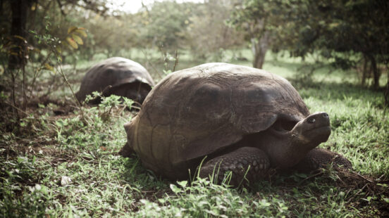giant-tortoises-santa-cruz-galapagos-islands