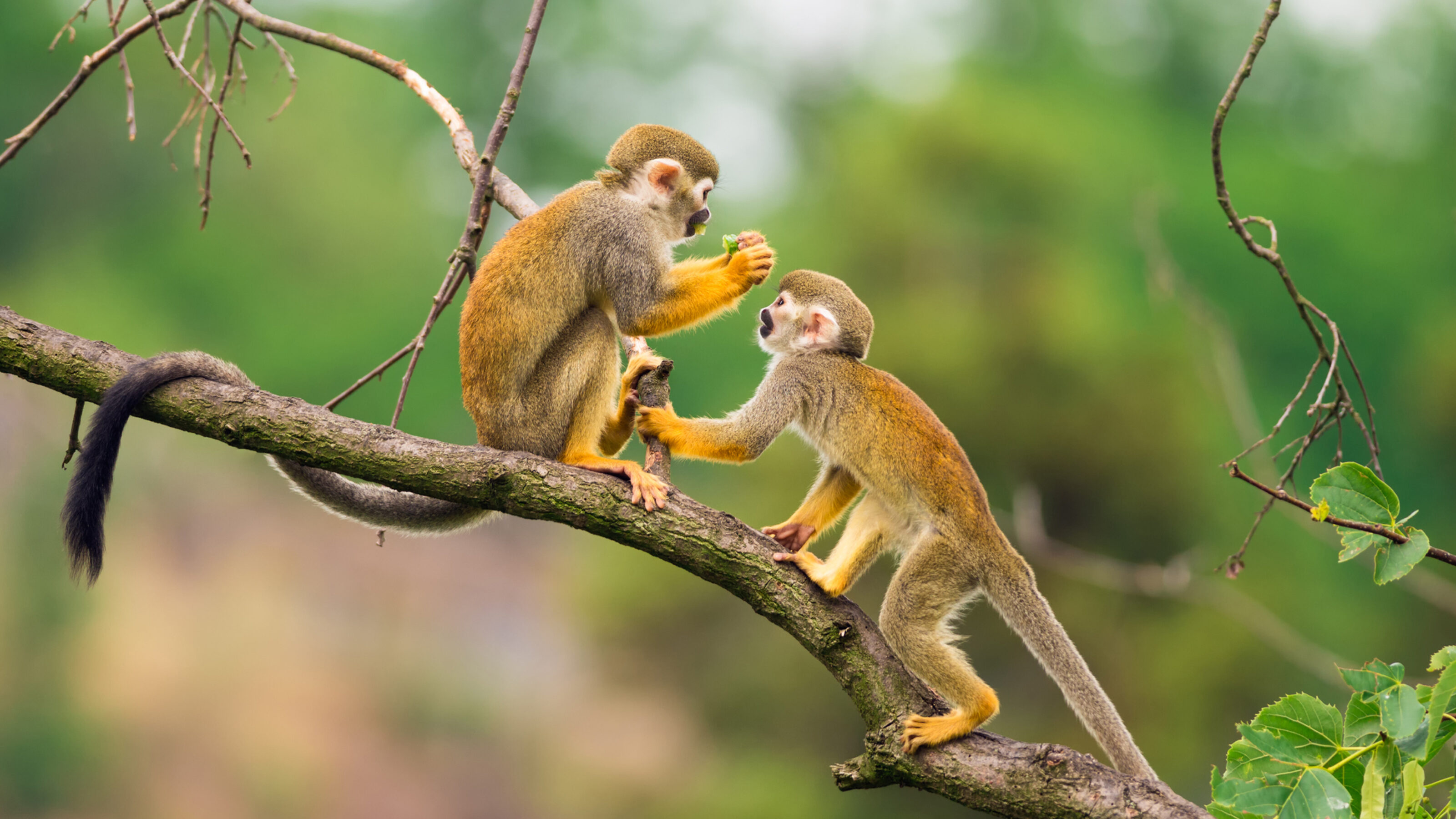 amazon-monkies
