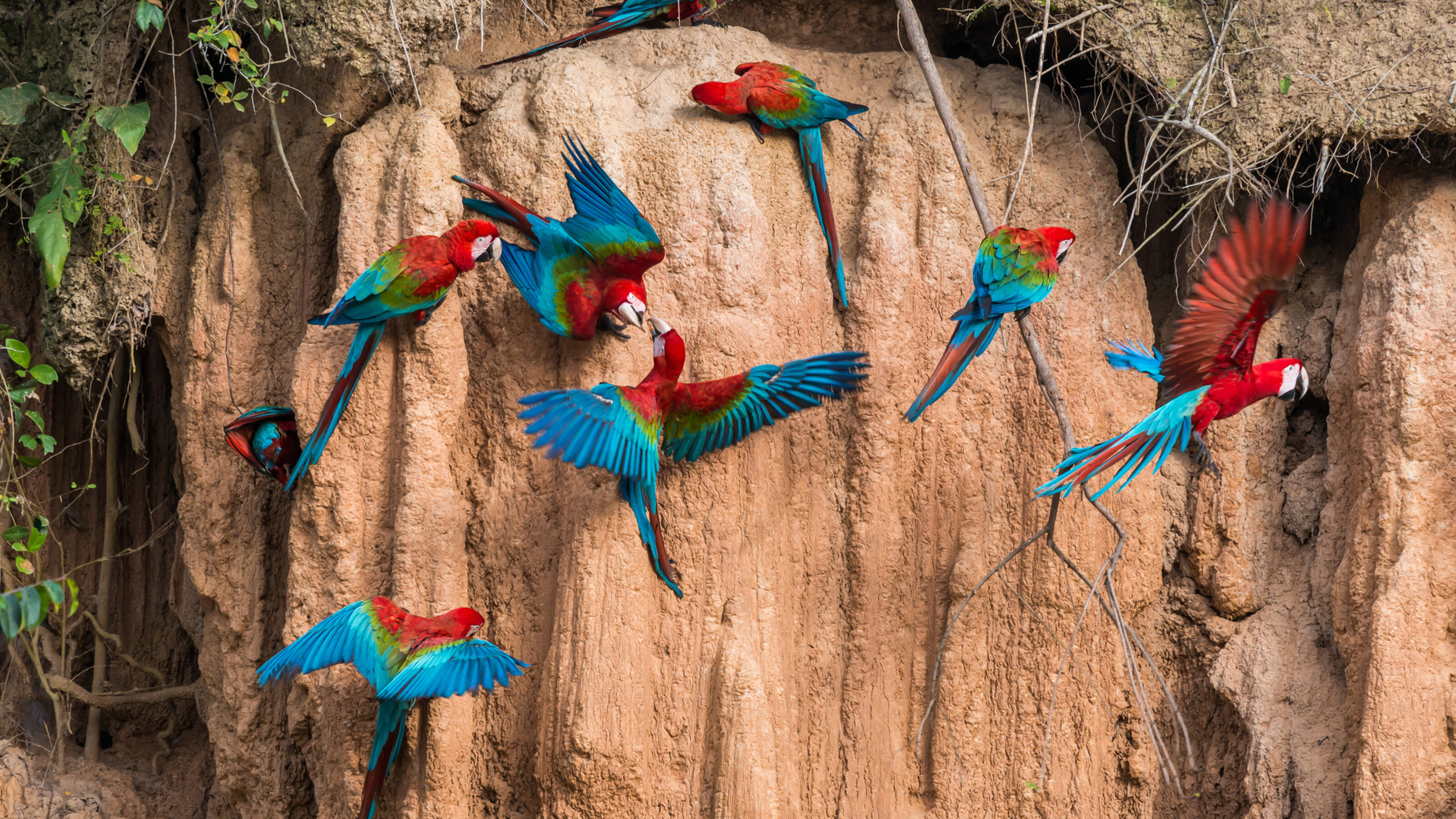 Several colorful red, blue, and green macaws perch on and fly near a textured brown clay cliff side.
