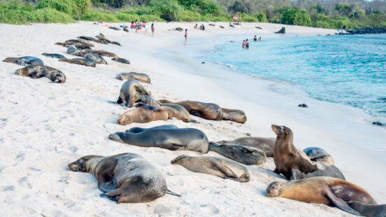 Numerous sea lions lounging on a white sandy beach next to blue ocean water with people in the background.