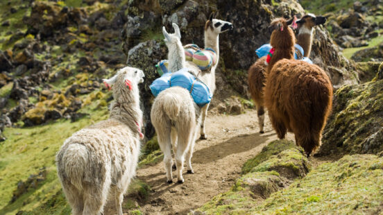 Llamas on the Inca Trail, Peru