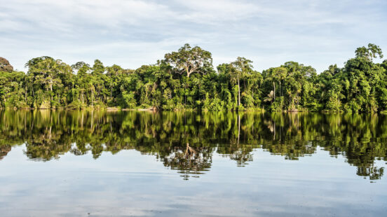 Trees in the Peruvian Amazon reflected in the water