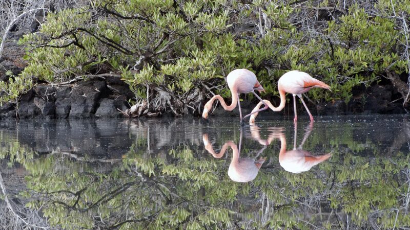 Two Flamingoes in perfect harmony, Galapagos Islands, Ecuador