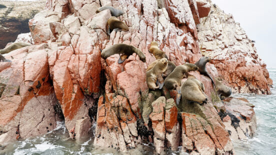 sea-lions-ballestas-peru