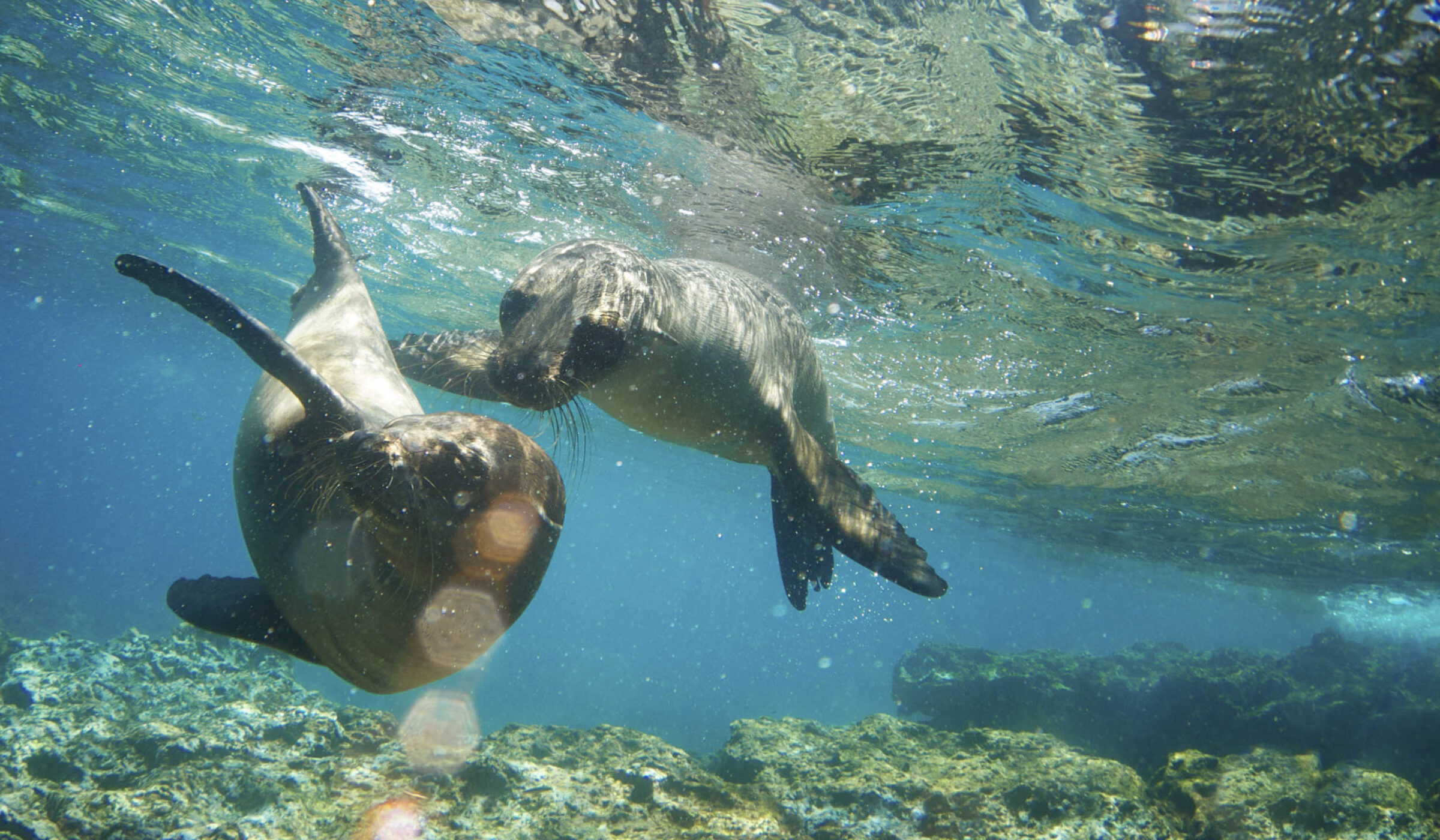 Two Galapagos Sea Lions swimming and playing together in clear blue ocean water near the rocky seabed. luxury Galapagos tours.