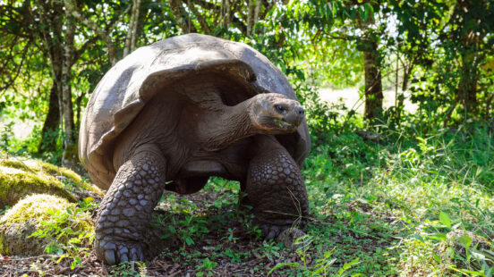 A large giant tortoise with a high domed shell walking through green grass and trees.