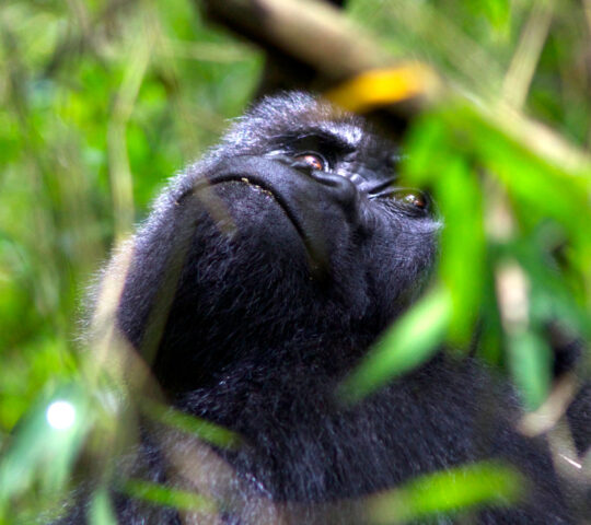 Gorilla in Volcanoes National Park