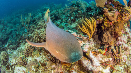 nurse-shark-belize