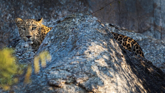 A leopard peeks out from behind large, grey boulders, its spotted fur blending into the natural rocky environment.